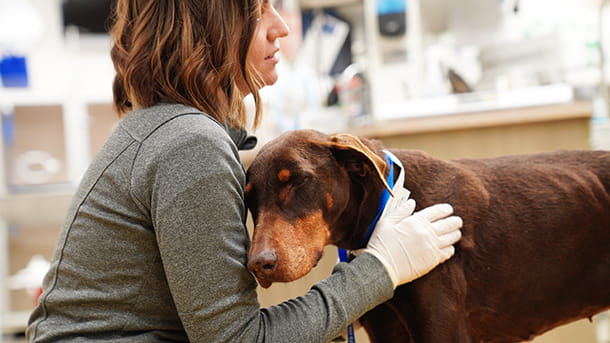 Veterinary support staff holding a dog at VCA ASEC