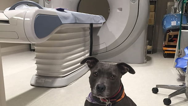 Black dog sitting in front of a CT scanner