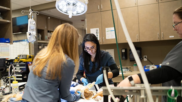VCA Animal Specialty Group veterinary associates helping a patient