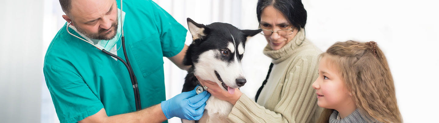 Pet Care Programs in Maple Grove, MN VCA Animal Wellness