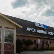 vca apex animal hospital