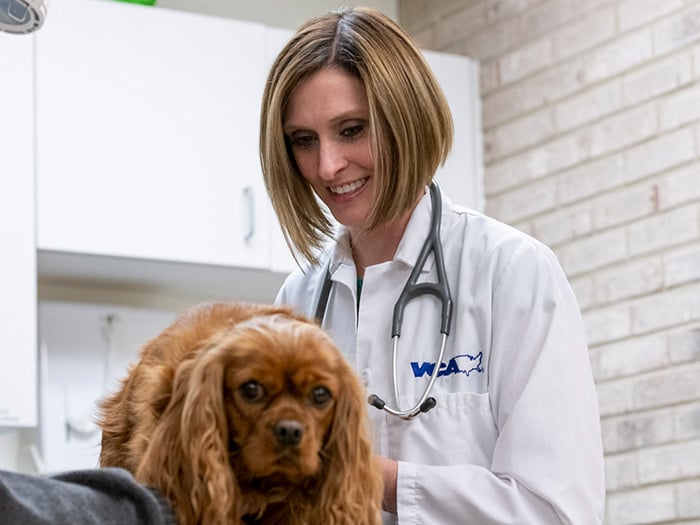 Meagan Sowders | VCA Aurora Animal Hospital