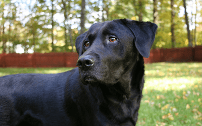 Articles On Pet Medical Conditions