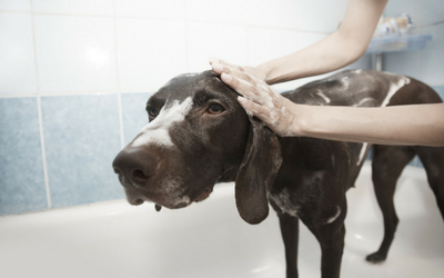 how to treat demodex mites in dogs