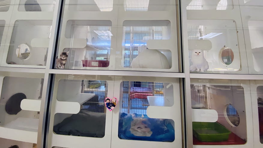 Cat Boarding
