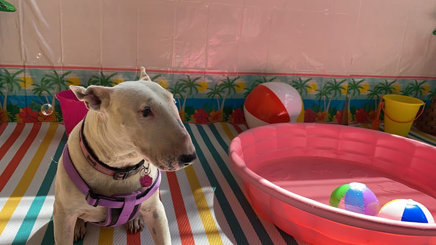 Doggy Day Care
