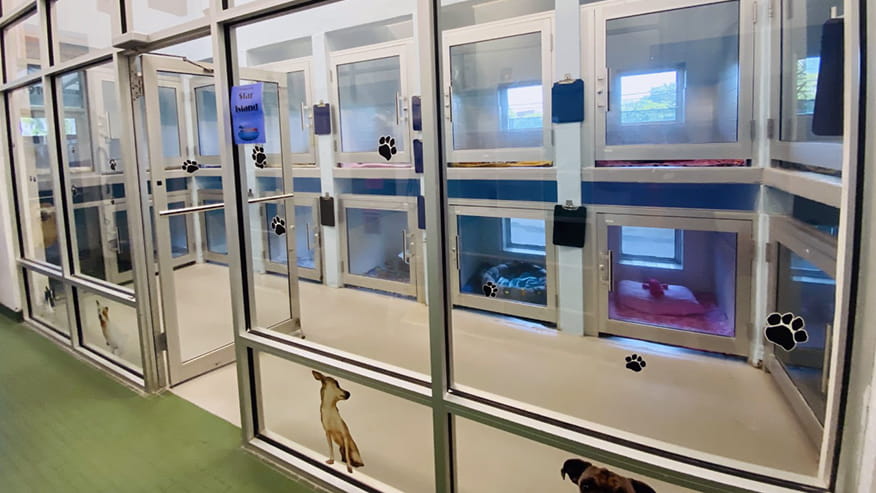 Dog Boarding