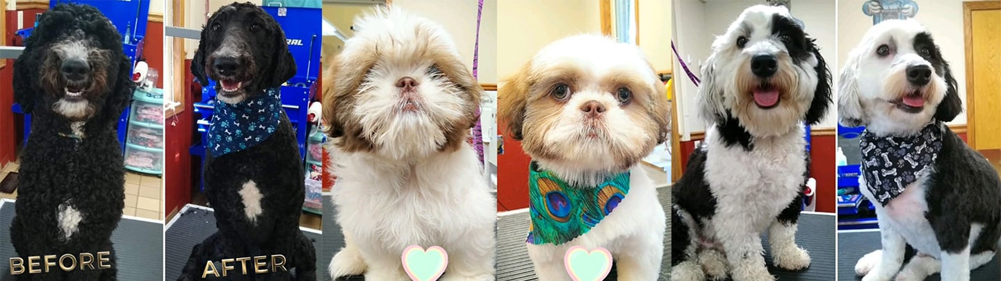 Grooming before and afters