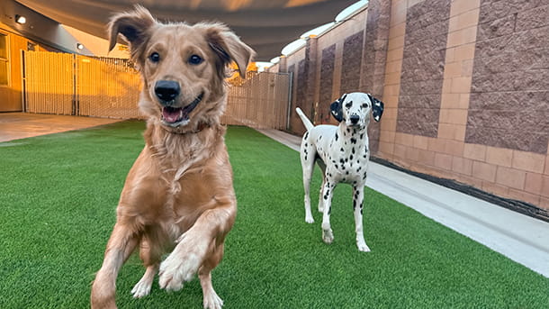 Boarding dogs outside at VCA Bakersfield