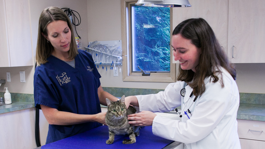 veterinarian with cat and technician