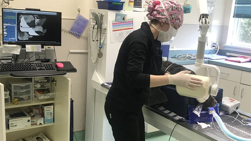 VCA Ballston Spa Dental