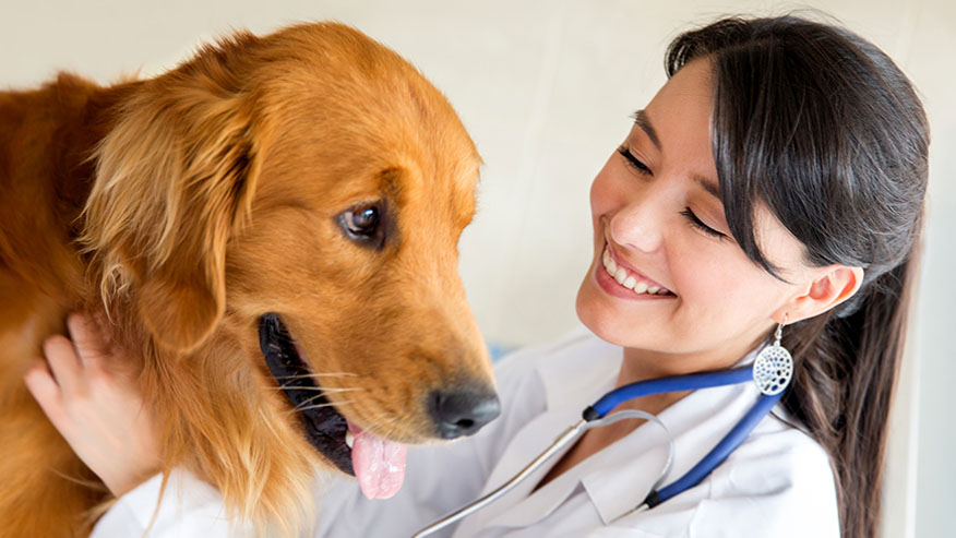 Orthopedic veterinarian hot sale near me