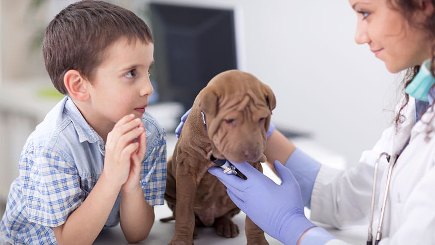 Blood chemistry analyzer in San Leandro, CA | VCA Bay Area ...