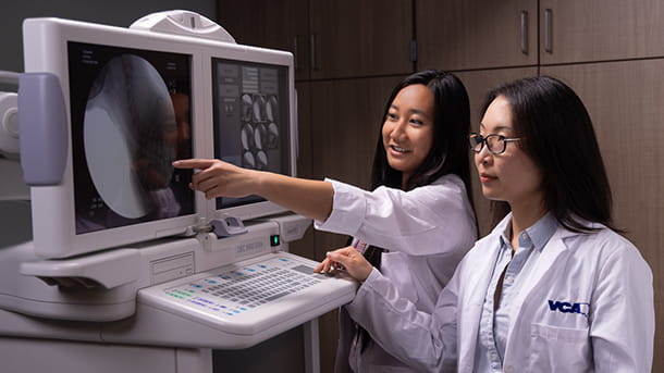 Veterinary radiologists looking at digital radiographs