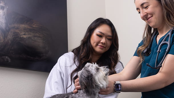 Veterinarian looking at a small dog