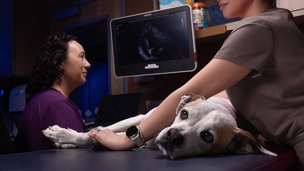 Veterinary staff performing canine ultrasound