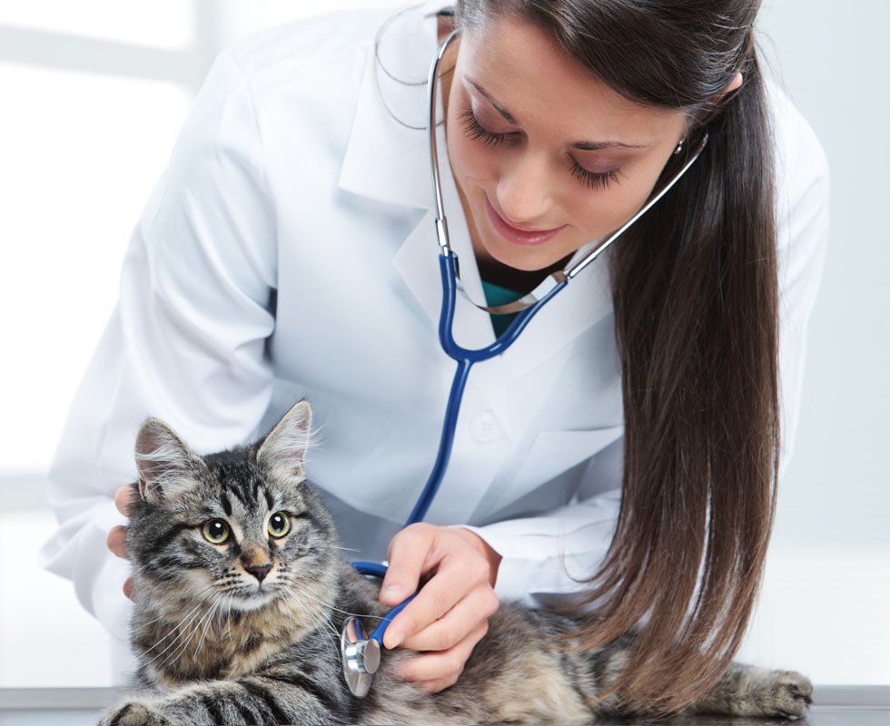 Our Vet Support - Cat