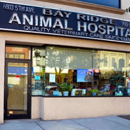 original terrier dog