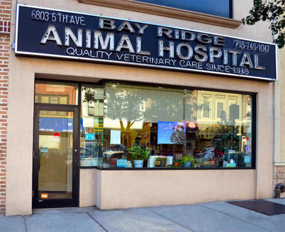 Our Hospital Bay Ridge Animal Hospital