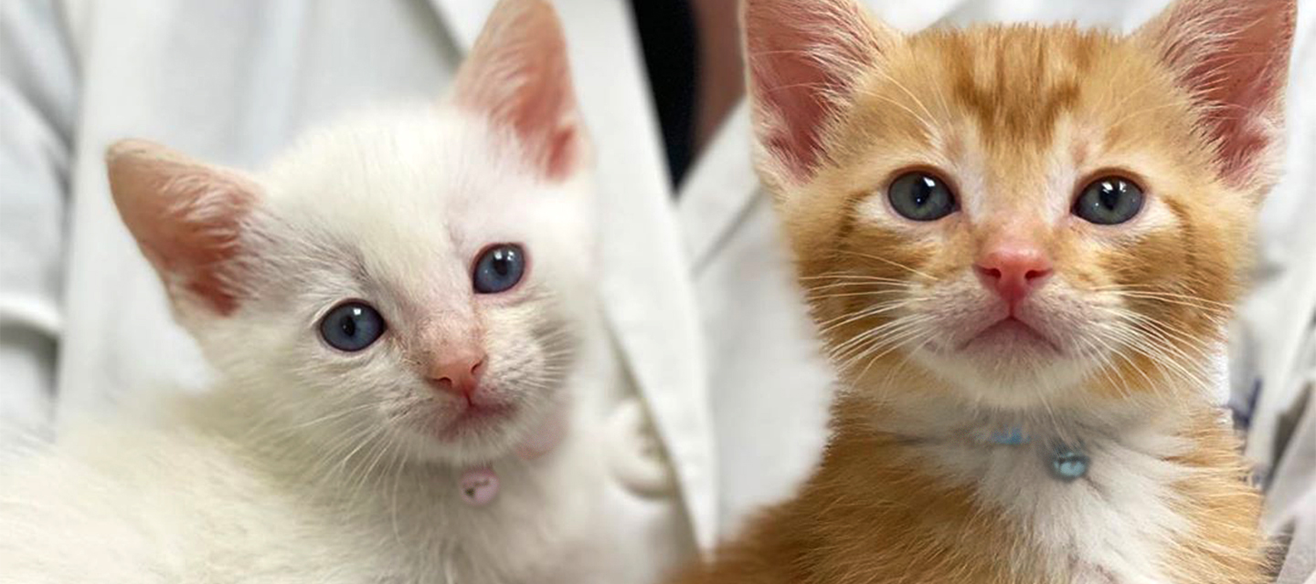 Your First Visit | VCA Cat Hospitals