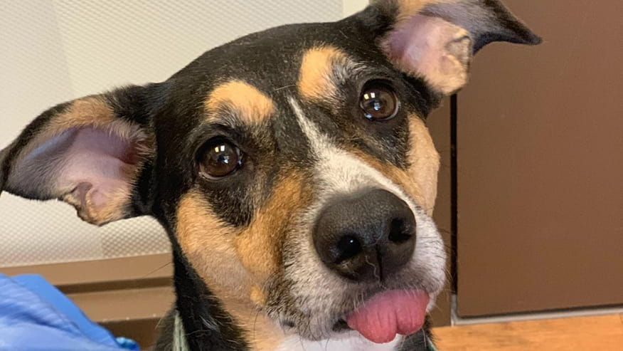 microchip my dog near me