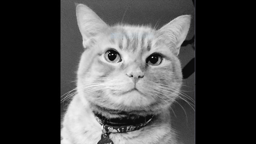 Adult & Senior Wellness