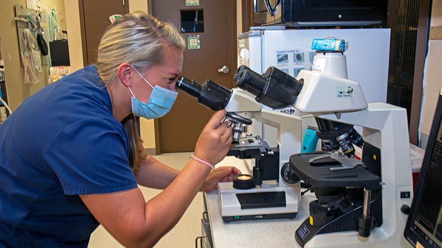 Preventive Medicine at VCA Ben White Animal Hospital