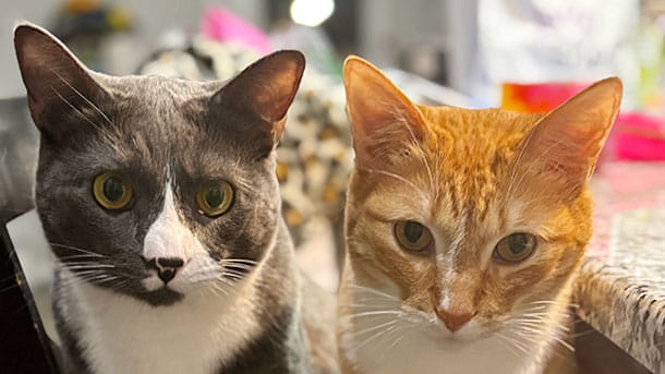 VCA Bent Tree Animal Hospital Cat Boarding