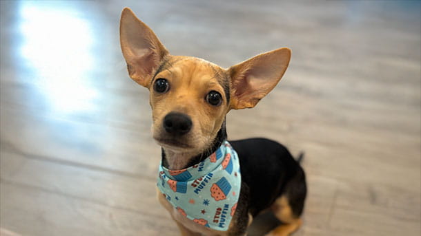 VCA Bent Tree Animal Hospital Dog Boarding