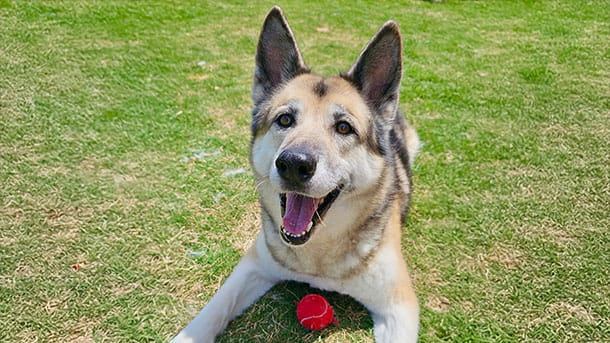 VCA Bent Tree Animal Hospital Pet Boarding