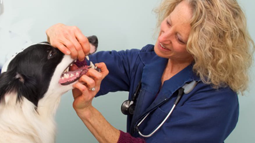 876x493 blairstown Services Dentistry