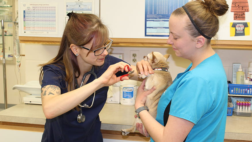 vca boulder terrace animal hospital
