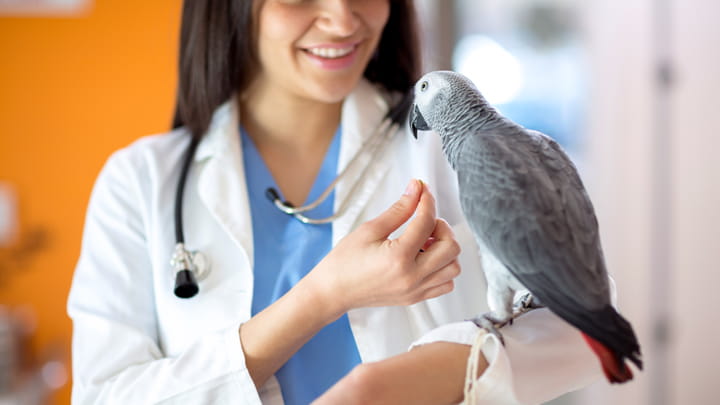 Community Partners in Lancaster, PA | VCA Bridgeport ...