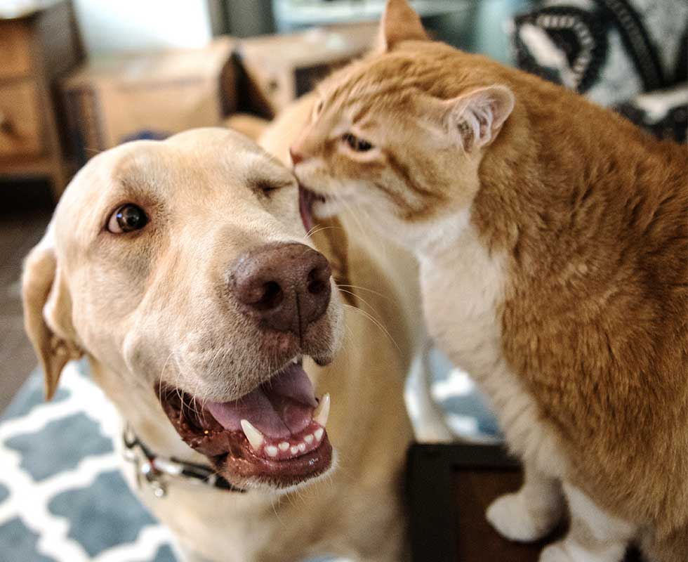 vca broad street animal hospital