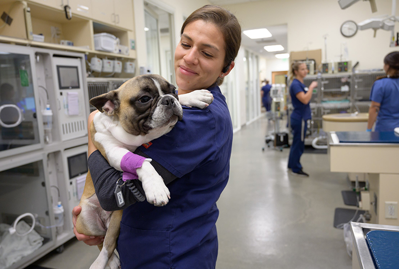 Welcome to VCA California Veterinary Specialists (Carlsbad) Veterinary Technician with French Bulldog