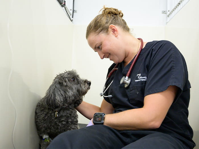 Our Hospital VCA California Veterinary Specialists Ontario