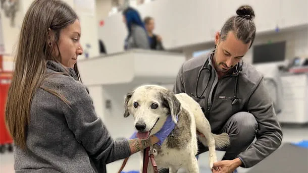 Veterinary Neurology for Dogs & Cats | VCA CVS Ontario — Neurology clinic in Ontario, CA — photo 2