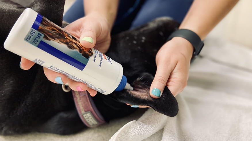 Callfield Ear Checks