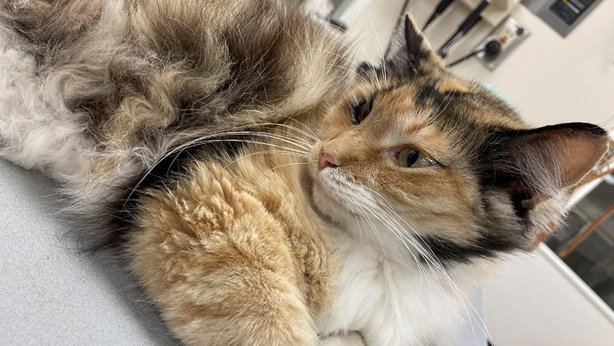 Callfield Emergency Care