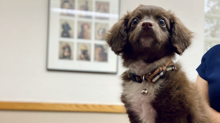 Callfield New Kitten New Puppy