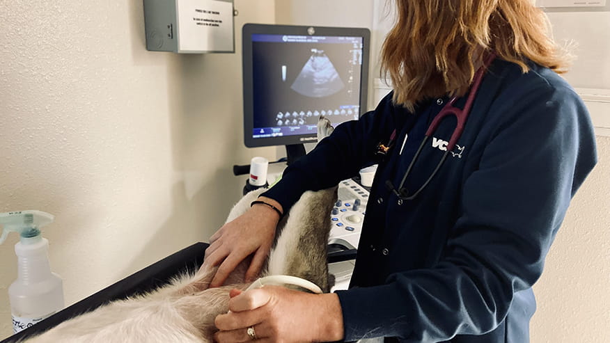 Callfield Ultrasound