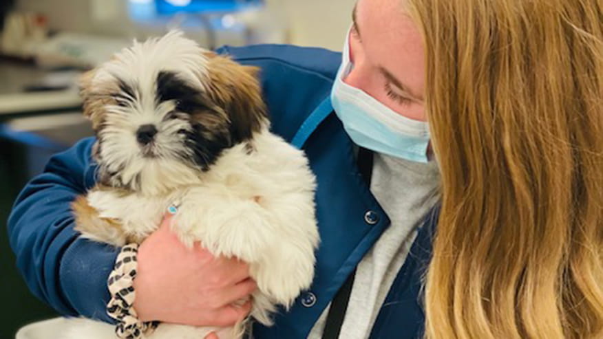 Veterinarian support staff with puppy at VCA Callfield Animal Hospital