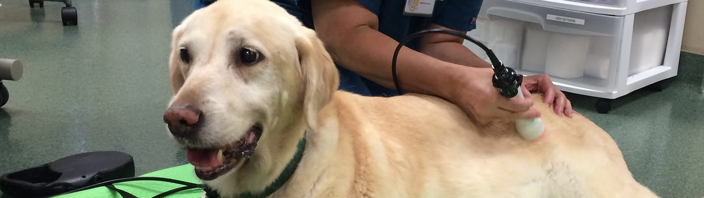 Advanced Care in Pasadena, MD | VCA Calvert Veterinary Center