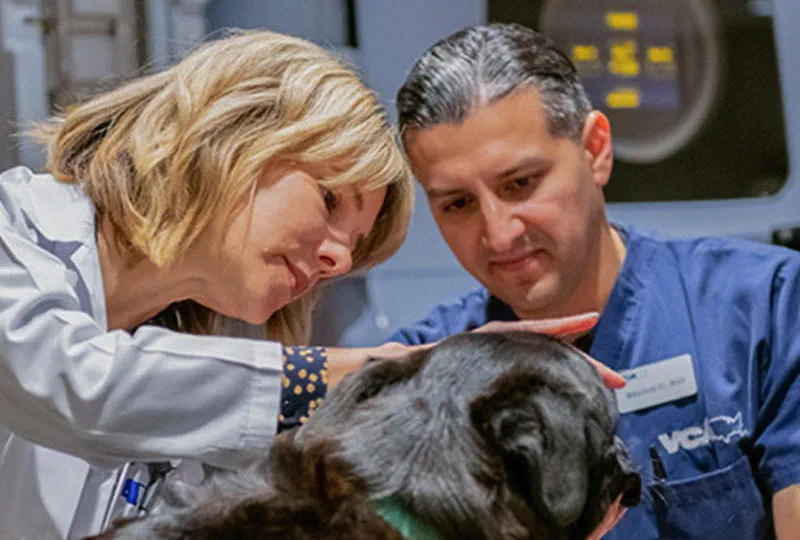 veterinarians in the area