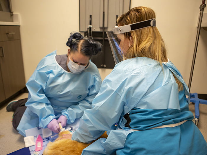 VCA Capital Area Veterinary Specialists Veterinarian Resources VCA