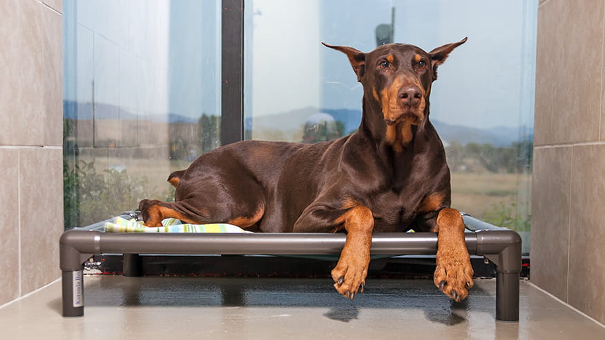 Pet Boarding