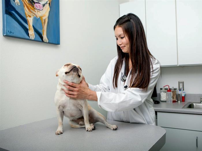 Roland Vet Clinic VCA ALPINE ANIMAL HOSPITAL (My Cat Buy Aspirated