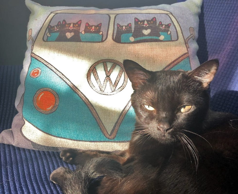 Contact Us VCA Carrollwood Cat Hospital