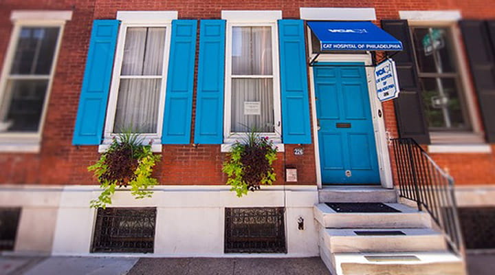 Veterinarians in Philadelphia, PA | VCA Cat Hospital of ...