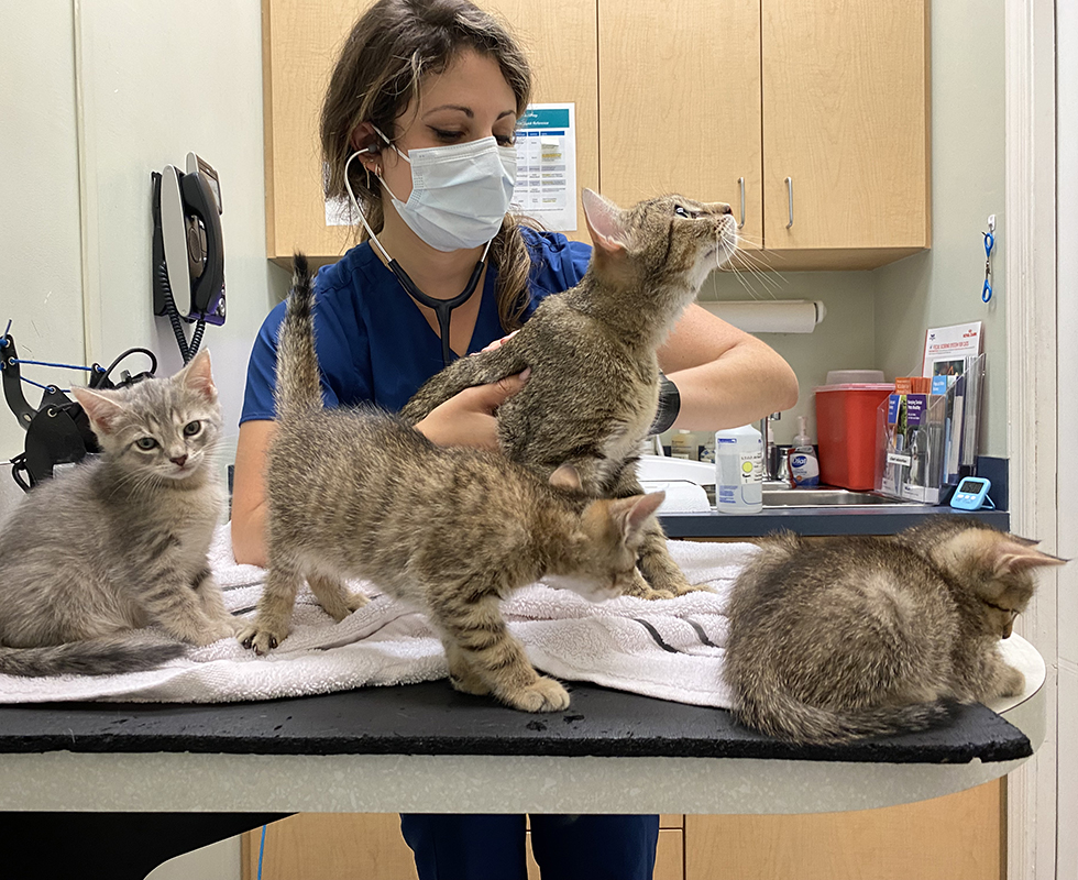 Veterinarian support staff with kittens at VCA Cat Hospital of Philadelphia